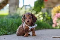 Chloe, a female Miniature Dachshund for sale in Walnut Creek, OH – 7 of 10
