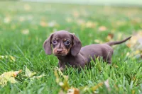 Lilly, a female Miniature Dachshund for sale in Sugarcreek, OH – 6 of 10