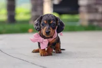 Agnes, a male Miniature Dachshund for sale in Walnut Creek, OH – 7 of 10