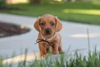 Bentley, a male Miniature Dachshund for sale in Walnut Creek, OH – 1 of 10