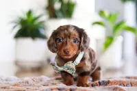 Parker, a male Miniature Dachshund for sale in Walnut Creek, OH – Photo 2 of 8