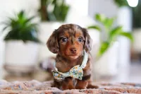 Parker, a male Miniature Dachshund for sale in Walnut Creek, OH – Photo 4 of 8