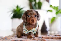 Parker, a male Miniature Dachshund for sale in Walnut Creek, OH – Photo 6 of 8