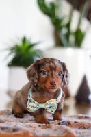 Parker, a male Miniature Dachshund for sale in Walnut Creek, OH – Photo 7 of 8