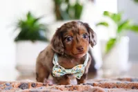 Parker, a male Miniature Dachshund for sale in Walnut Creek, OH – Photo 1 of 8