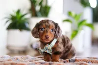 Parker, a male Miniature Dachshund for sale in Walnut Creek, OH – Photo 3 of 8