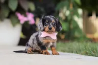 Cora, a female Miniature Dachshund for sale in Walnut Creek, OH – 4 of 10