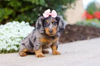 Darla, a female Miniature Dachshund for sale in Walnut Creek, OH – Photo 3 of 9
