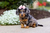 Darla, a female Miniature Dachshund for sale in Walnut Creek, OH – Photo 7 of 9
