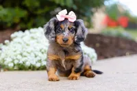 Darla, a female Miniature Dachshund for sale in Walnut Creek, OH – Photo 9 of 9