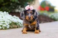 Darla, a female Miniature Dachshund for sale in Walnut Creek, OH – Photo 5 of 9