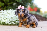 Darla, a female Miniature Dachshund for sale in Walnut Creek, OH – Photo 1 of 9