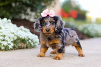 Darla, a female Miniature Dachshund for sale in Walnut Creek, OH – Photo 2 of 9
