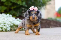 Darla, a female Miniature Dachshund for sale in Walnut Creek, OH – Photo 4 of 9