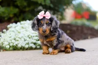 Darla, a female Miniature Dachshund for sale in Walnut Creek, OH – Photo 8 of 9