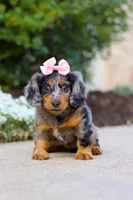 Darla, a female Miniature Dachshund for sale in Walnut Creek, OH – Photo 6 of 9