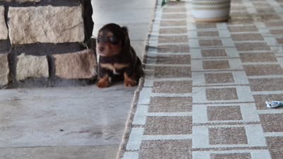 Warren , a male Miniature Dachshund for sale in Walnut Creek, OH – 10 of 10