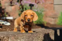 Bentley, a male Miniature Dachshund for sale in Walnut Creek, OH – 6 of 10