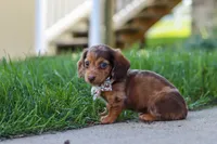 Chloe, a female Miniature Dachshund for sale in Walnut Creek, OH – 4 of 10