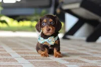 Warren , a male Miniature Dachshund for sale in Walnut Creek, OH – 3 of 10