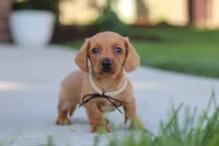 Bentley, a male Miniature Dachshund for sale in Walnut Creek, OH – 4 of 10