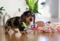 Mason, a male Miniature Dachshund for sale in Walnut Creek, OH – Photo 8 of 10