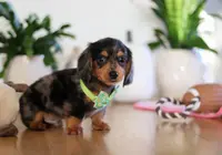 Mason, a male Miniature Dachshund for sale in Walnut Creek, OH – Photo 7 of 10