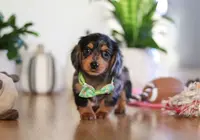 Mason, a male Miniature Dachshund for sale in Walnut Creek, OH – Photo 3 of 10