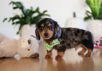 Mason, a male Miniature Dachshund for sale in Walnut Creek, OH – Photo 10 of 10