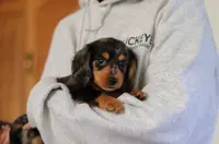 Mason, a male Miniature Dachshund for sale in Walnut Creek, OH – Photo 2 of 10