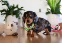 Mason, a male Miniature Dachshund for sale in Walnut Creek, OH – Photo 9 of 10