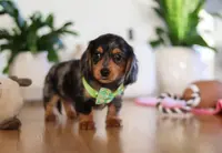 Mason, a male Miniature Dachshund for sale in Walnut Creek, OH – Photo 6 of 10