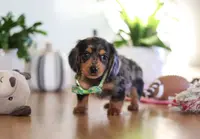 Mason, a male Miniature Dachshund for sale in Walnut Creek, OH – Photo 5 of 10