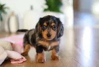 Mason, a male Miniature Dachshund for sale in Walnut Creek, OH – Photo 1 of 10