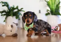 Mason, a male Miniature Dachshund for sale in Walnut Creek, OH – Photo 4 of 10