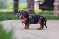 Agnes, a male Miniature Dachshund for sale in Walnut Creek, OH – 5 of 10