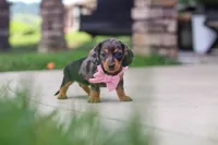 Agnes, a male Miniature Dachshund for sale in Walnut Creek, OH – 8 of 10