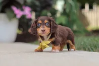 Grover, a male Miniature Dachshund for sale in Walnut Creek, OH – 3 of 10