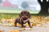 Lilly, a female Miniature Dachshund for sale in Sugarcreek, OH – 5 of 10