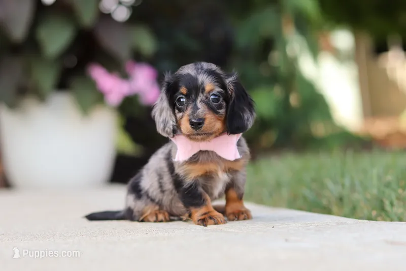 Cora – Miniature Dachshund puppy for sale in Walnut Creek, OH