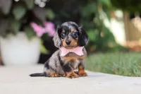 Cora, a female Miniature Dachshund for sale in Walnut Creek, OH – 1 of 10