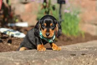 Luca, a male Miniature Dachshund for sale in Walnut Creek, OH – 6 of 8
