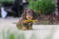 Lennon, a male Miniature Dachshund for sale in Walnut Creek, OH – 5 of 8