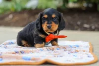 Clark, a male Miniature Dachshund for sale in Walnut Creek, OH – 5 of 8