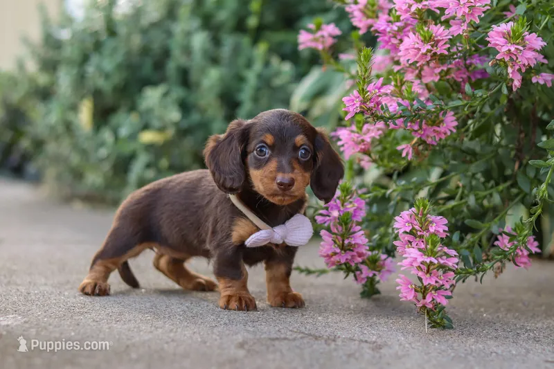 Lila – Miniature Dachshund puppy for sale in Walnut Creek, OH