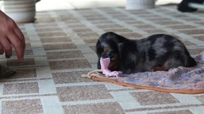 Cora, a female Miniature Dachshund for sale in Walnut Creek, OH – 10 of 10