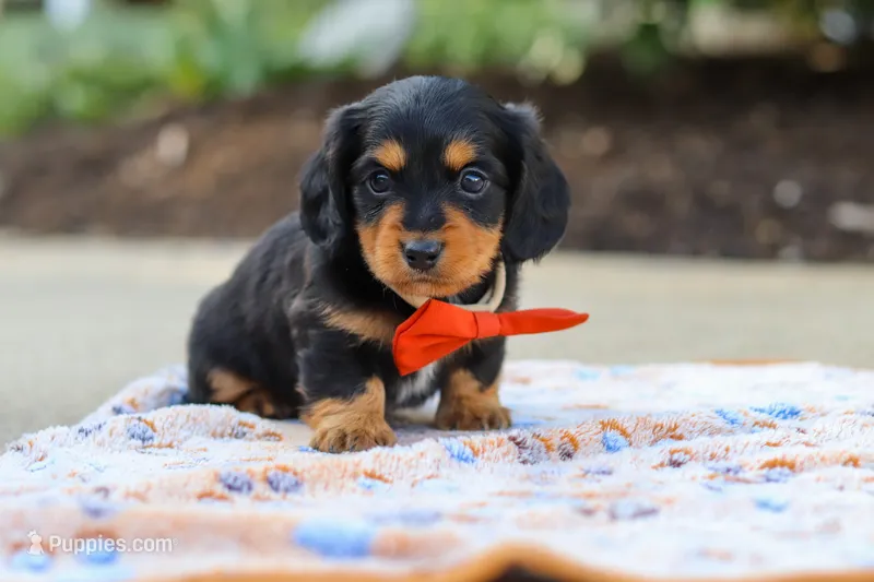 Clark – Miniature Dachshund puppy for sale in Walnut Creek, OH