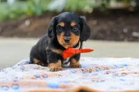 Clark, a male Miniature Dachshund for sale in Walnut Creek, OH – 1 of 8