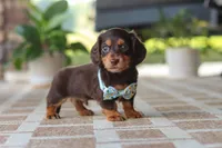 Warren , a male Miniature Dachshund for sale in Walnut Creek, OH – 8 of 10