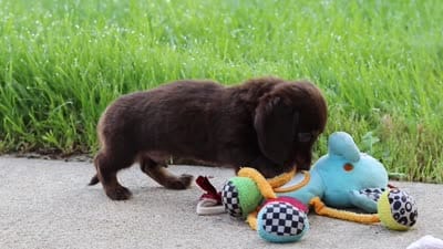 Charlie, a male Miniature Dachshund for sale in Walnut Creek, OH – 10 of 10